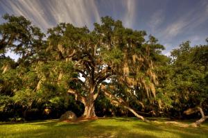 Fairchild Oak tree, Ormond Beach, Fla. 2